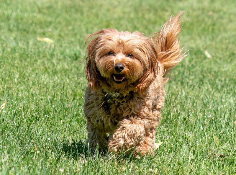Adult red wavy-coated Cavapoo trotting across a sunlit lawn toward the camera