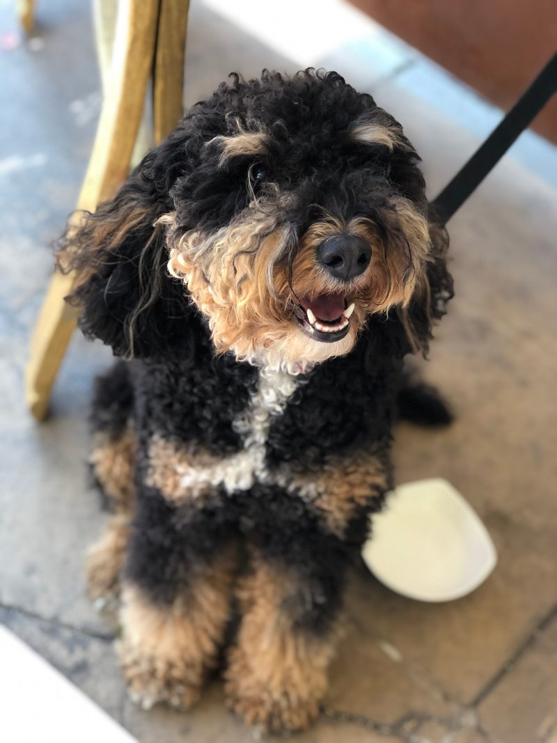 Adult black and tan curly-coated Bernedoodle sitting on a stone patio and looking up