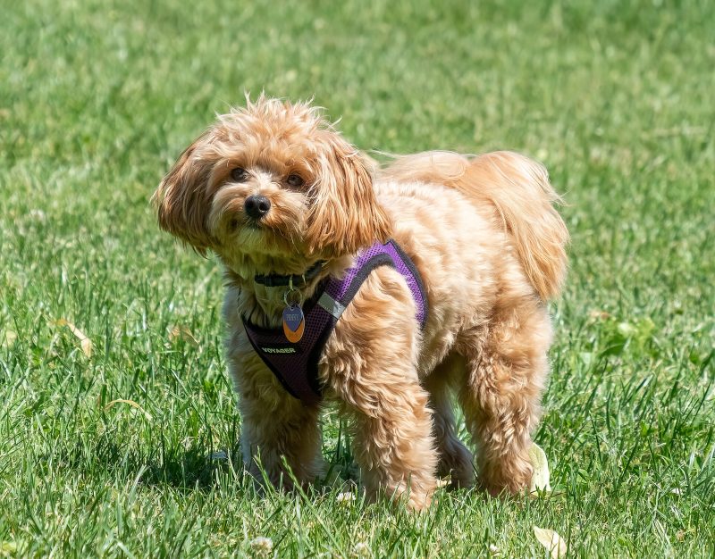 Adult apricot Maltipoo in a purple harness standing on a lawn
