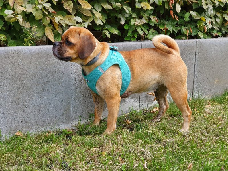 Fawn Puggle with a black mask and curled tail standing on grass in a turquoise harness