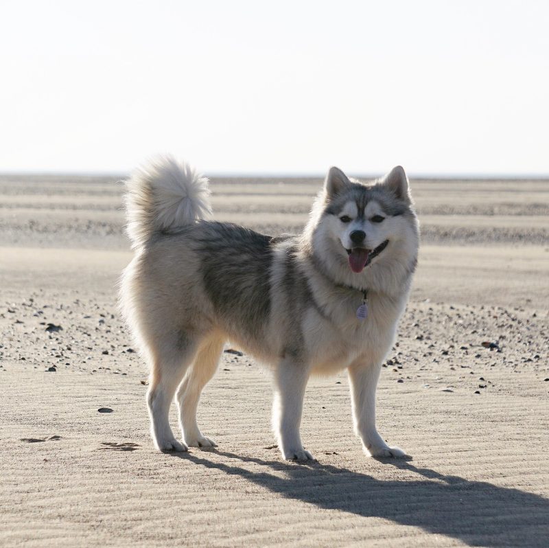 Grey and white Pomsky standing on a sandy beach with its plumed tail curled over its back