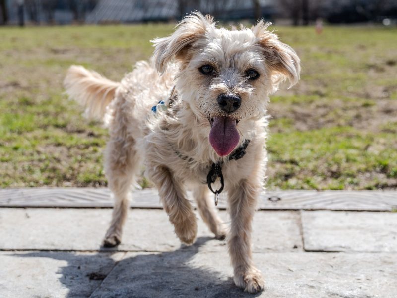 Cream Yorkipoo with scruffy coat trotting along a paved path with its tongue out