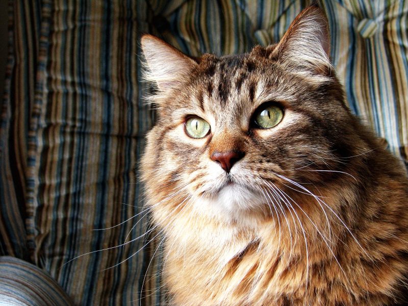 Head and shoulders of an adult brown tabby Norwegian Forest Cat with green eyes, a full ruff and tufted ears