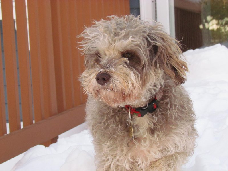 Adult silver-grey Schnoodle with a curly coat and bearded face sitting in snow beside a porch