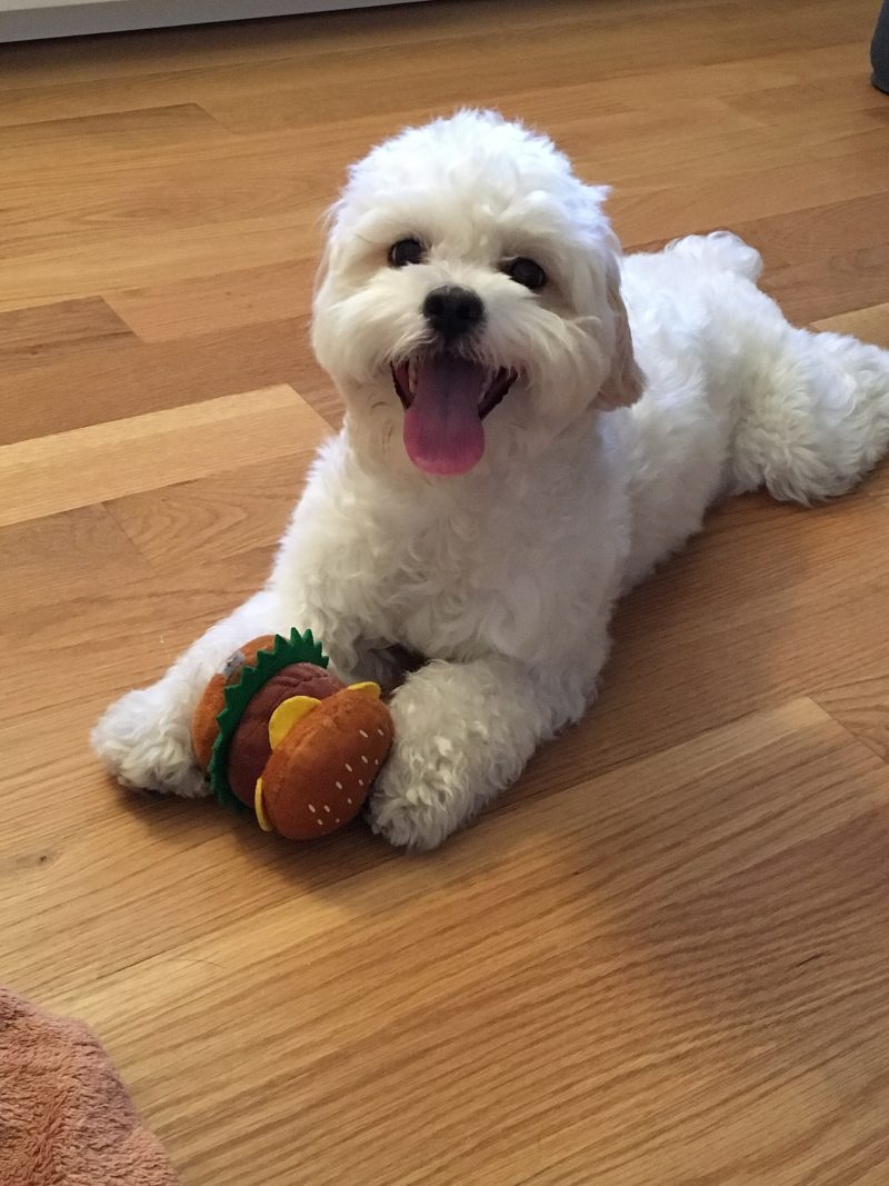 White fluffy Shih-Poo lying on a wooden floor with a plush toy between its front paws