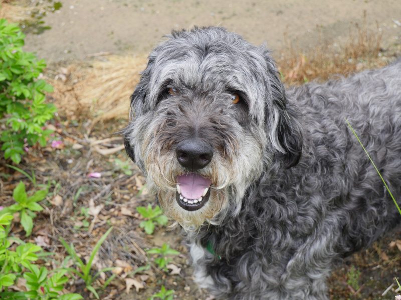 Adult grey and black wavy-coated Aussiedoodle standing in a garden and looking up at the camera