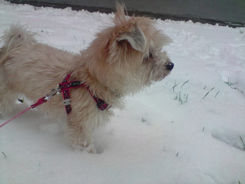 Adult cream Morkie in a red harness standing in snow, seen in profile