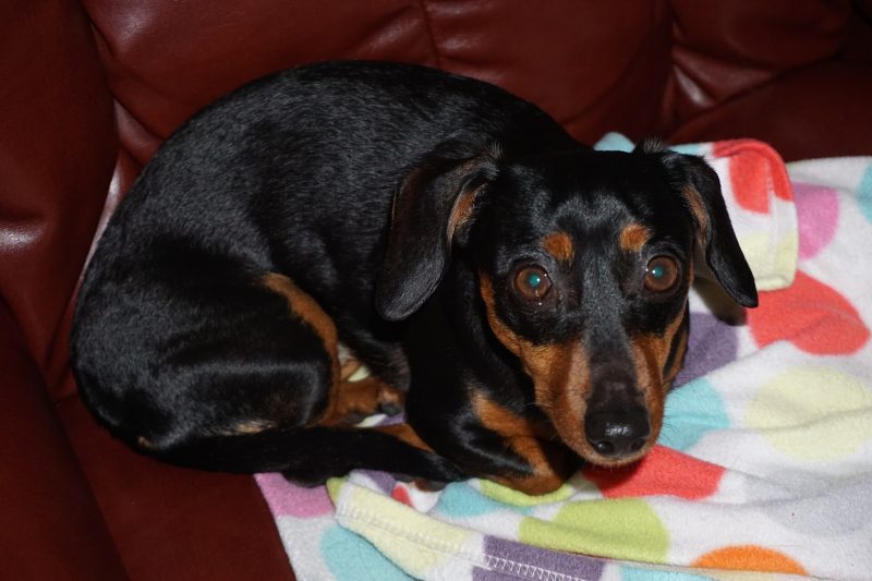 Adult black and tan smooth-coated Chiweenie curled up on a red leather couch, looking at the camera