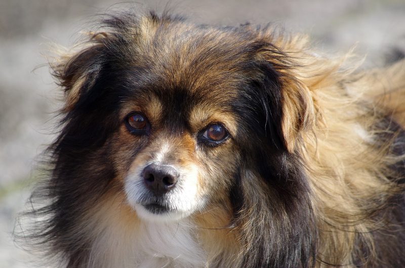 Head-and-shoulders portrait of an adult tan, black and white mixed-breed dog with a shaggy coat looking at the camera