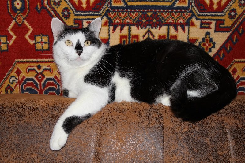 Adult black and white random-bred cat lying on the back of a brown sofa in front of a patterned rug