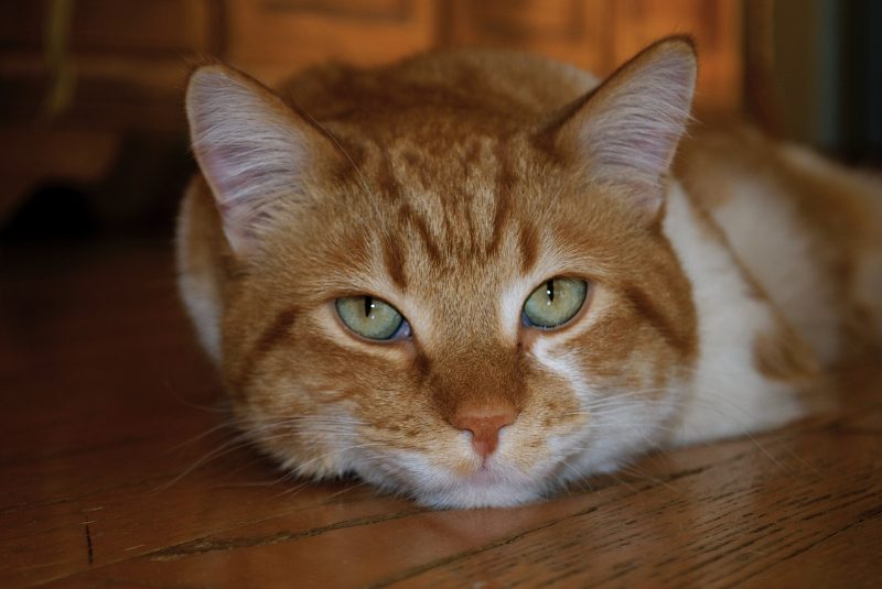 Head-and-shoulders view of an adult red and white tabby domestic shorthair cat lying on a wooden floor, looking at the camera