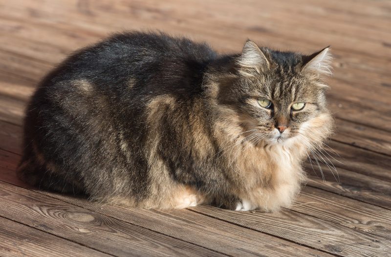 Adult brown tabby domestic longhair cat with a full ruff sitting on a sunlit wooden deck