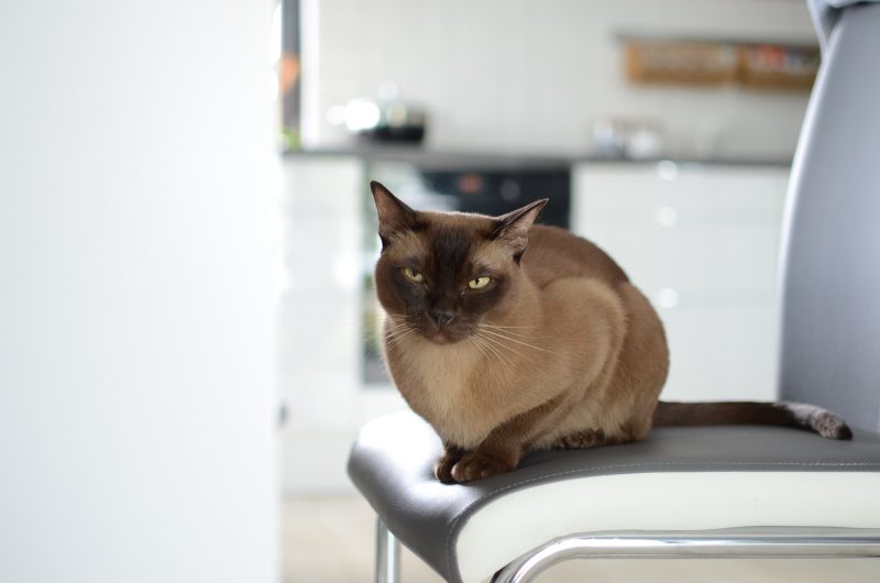 Adult sable Burmese cat with gold eyes sitting upright on a gray chair in a kitchen