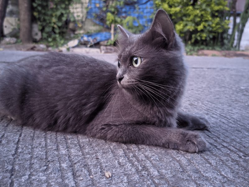 Adult solid grey domestic medium hair cat with green eyes lying on a paved surface outdoors, looking to the left