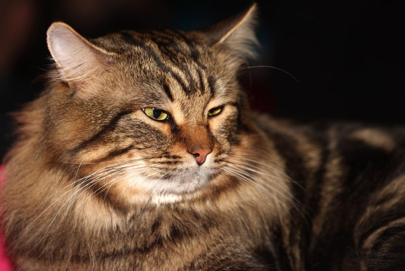 Adult brown tabby Siberian cat with a full ruff lying down, lit from the side against a dark background
