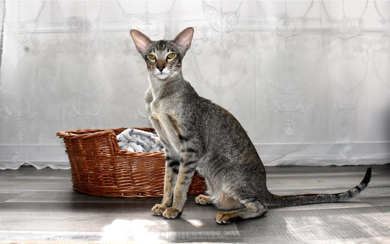 Adult black spotted tabby Oriental Shorthair with large ears sitting upright beside a wicker basket in front of a lace curtain