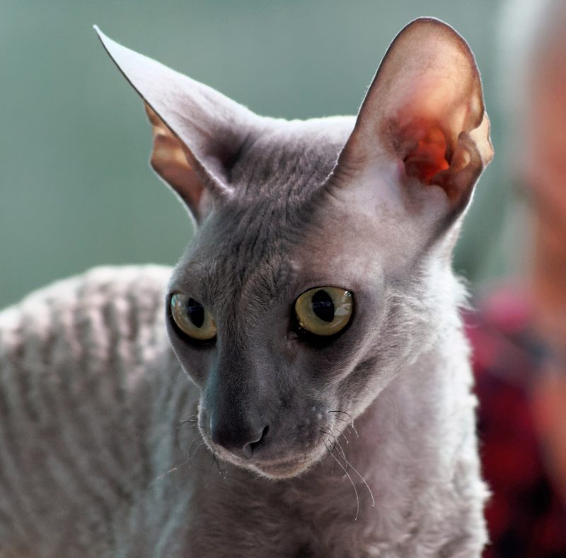 Head and shoulders of an adult blue Cornish Rex with very large ears and a tightly waved coat