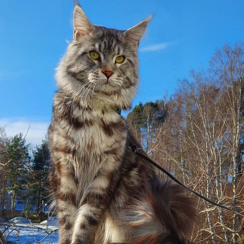 Adult silver tabby Maine Coon male sitting outdoors in winter sunshine with tufted ears and a full ruff