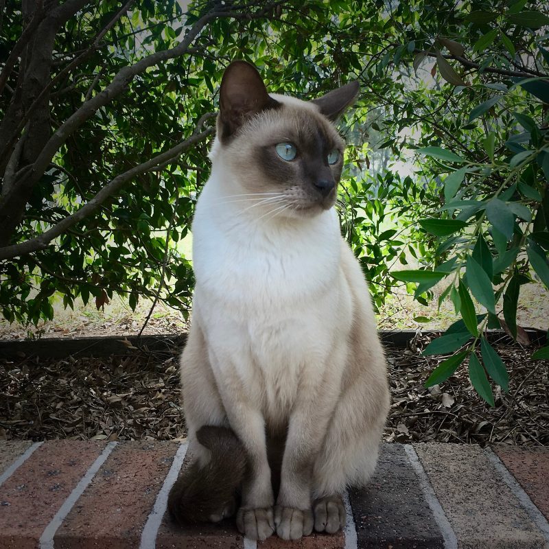 Adult pointed Tonkinese cat with blue eyes sitting upright on a brick ledge in front of green shrubs