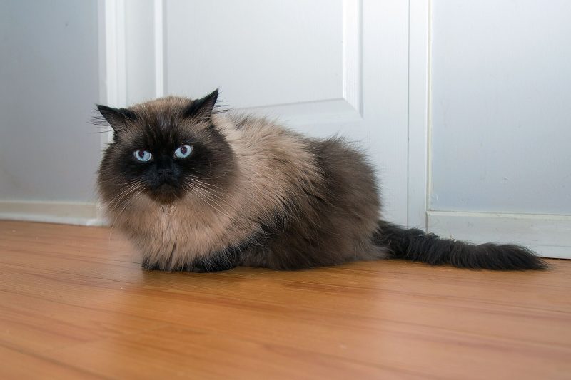 Adult seal point Himalayan cat with blue eyes lying on a wooden floor in front of a white door