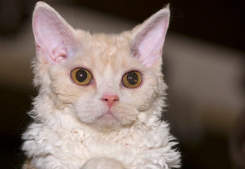 Head and shoulders of an adult cream longhair Selkirk Rex with loose curls, round eyes and curly whiskers