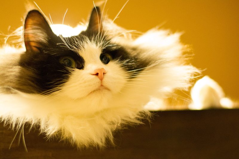 Adult black and white longhaired Ragamuffin cat resting its chin on a table edge in warm indoor light