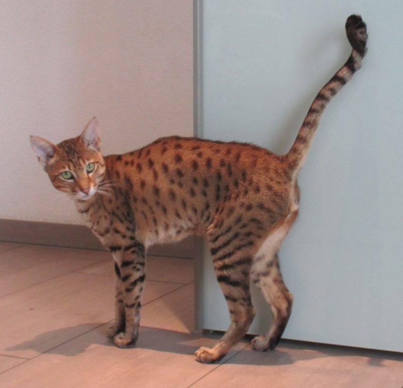 Adult brown spotted tabby F3 Savannah cat standing on a tiled floor with its tail raised, showing long legs and bold black spots