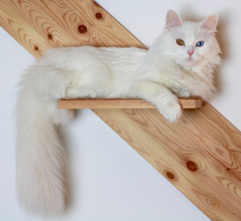 White odd-eyed Turkish Angora cat lying on a wooden wall shelf with its plumed tail hanging down
