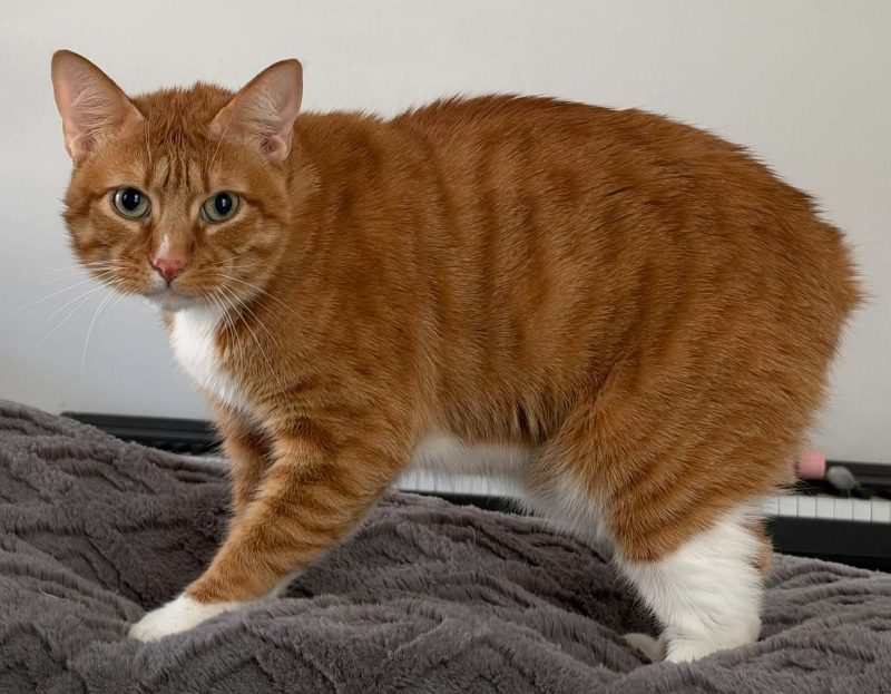 Adult red tabby and white Manx cat standing on a gray blanket, showing its tailless rump