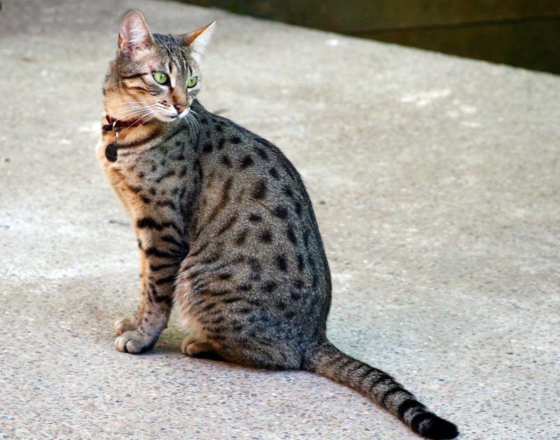 Bronze Egyptian Mau cat sitting on a concrete floor, showing its spotted coat and green eyes