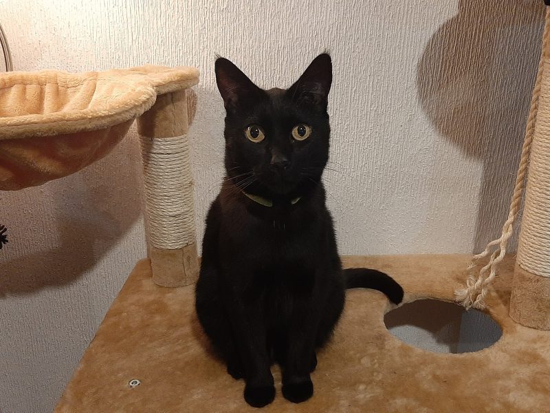 Adult black Bombay cat sitting upright on a cat tree platform, facing the camera