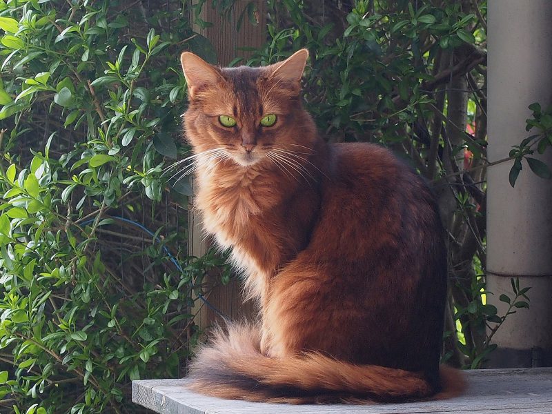 Adult ruddy Somali cat sitting on a garden bench in front of green shrubs, with its brush tail curled around its feet