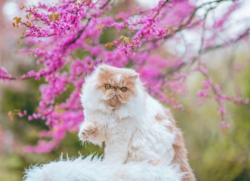 Adult cream and white Persian cat with a flat face sitting on a white fleece in front of pink blossom