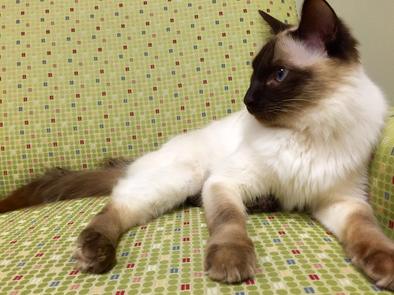 Chocolate point Balinese cat lying on a green patterned sofa, looking to the side