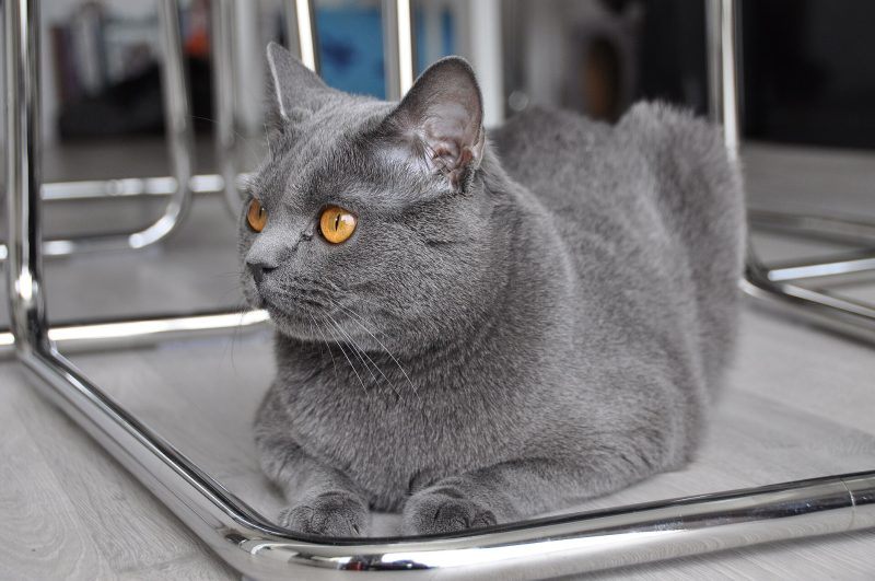 Adult blue-grey Chartreux cat with copper eyes lying under a chrome-framed chair
