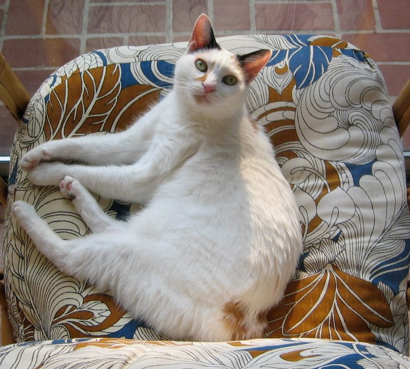 White and calico Japanese Bobtail cat lying curled on a patterned chair cushion, looking up at the camera