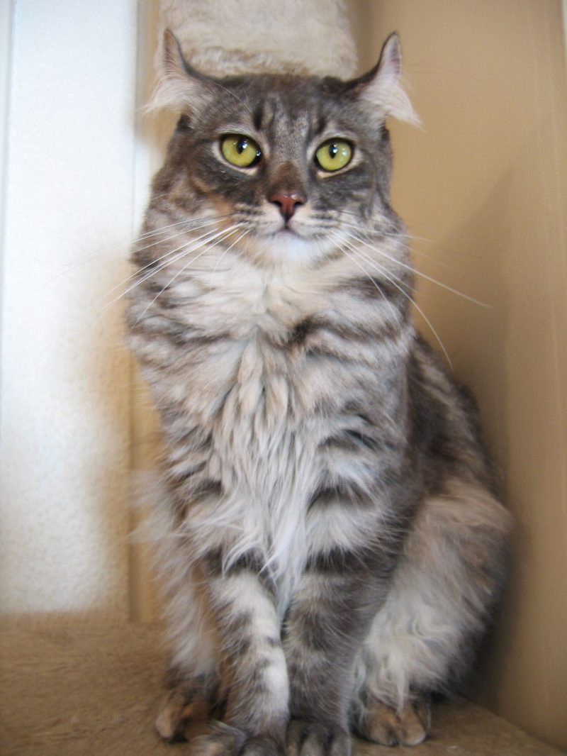 Adult silver tabby longhaired American Curl sitting upright on a cat tree with its ears curled back