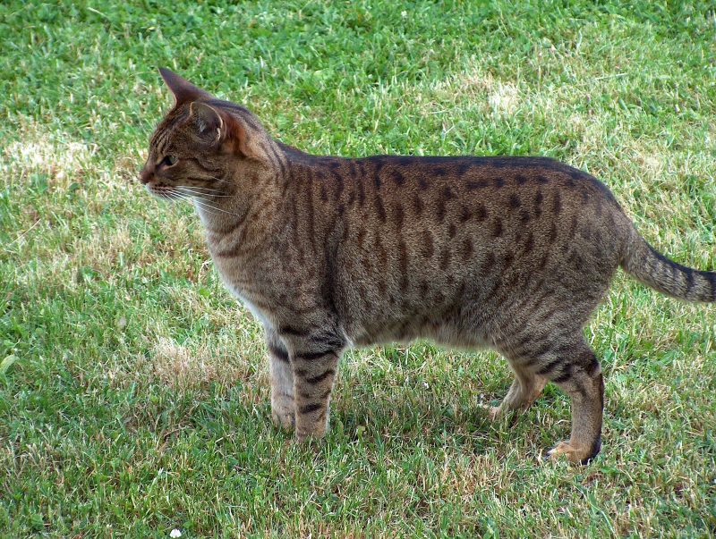 Adult tawny spotted Ocicat standing in profile on a lawn