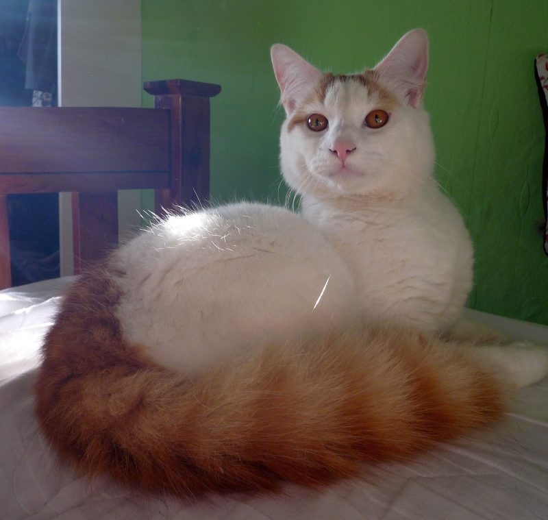Adult white Turkish Van cat with auburn head markings and a plumed auburn tail lying on a bed