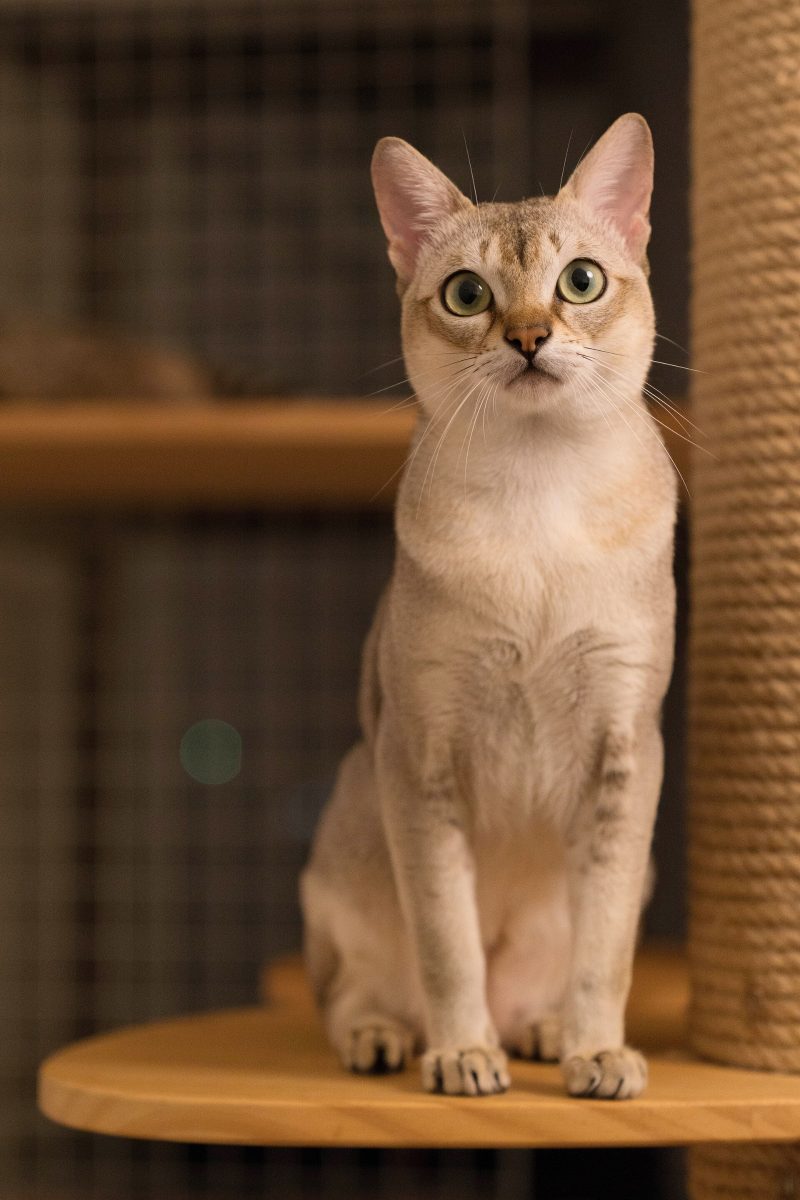 Adult sepia agouti Singapura cat sitting upright on a wooden cat tree shelf and looking at the camera
