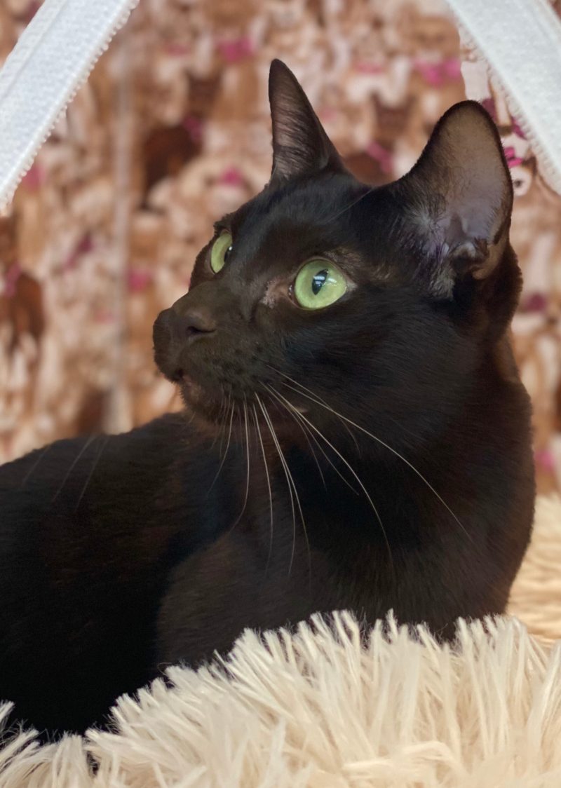 Adult chocolate brown Havana Brown cat with green eyes lying on a fluffy cushion and looking to the side