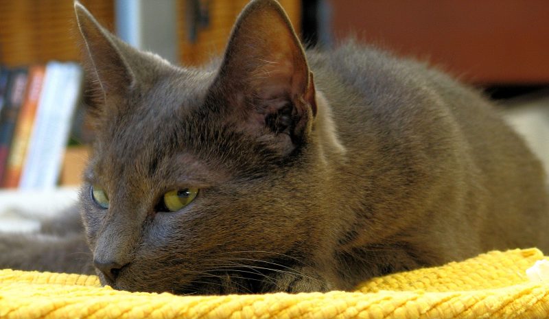 Adult silver-blue Korat cat with green eyes lying on a yellow blanket