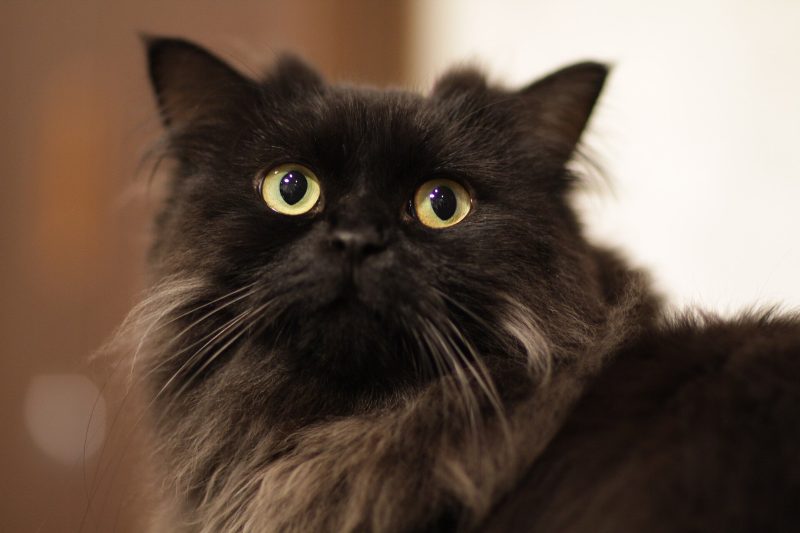 Adult black longhaired LaPerm cat with a wavy coat and yellow eyes looking at the camera