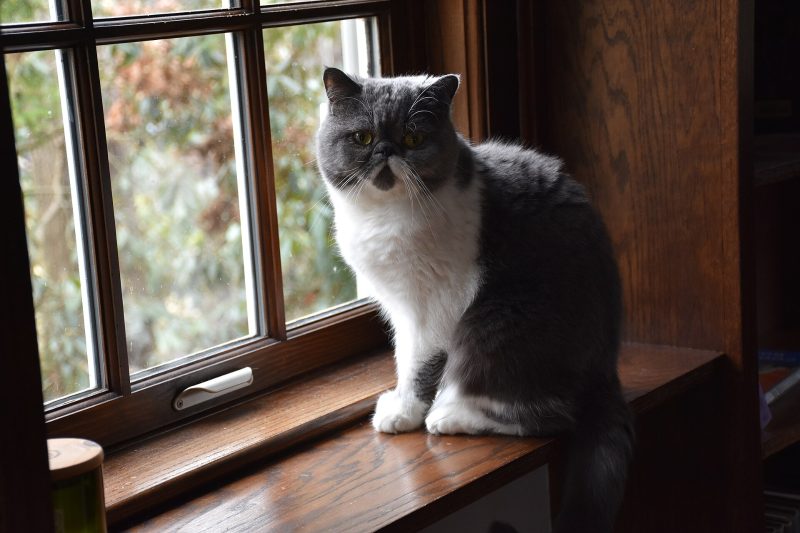 Adult blue and white Exotic Shorthair cat sitting on a wooden windowsill looking at the camera