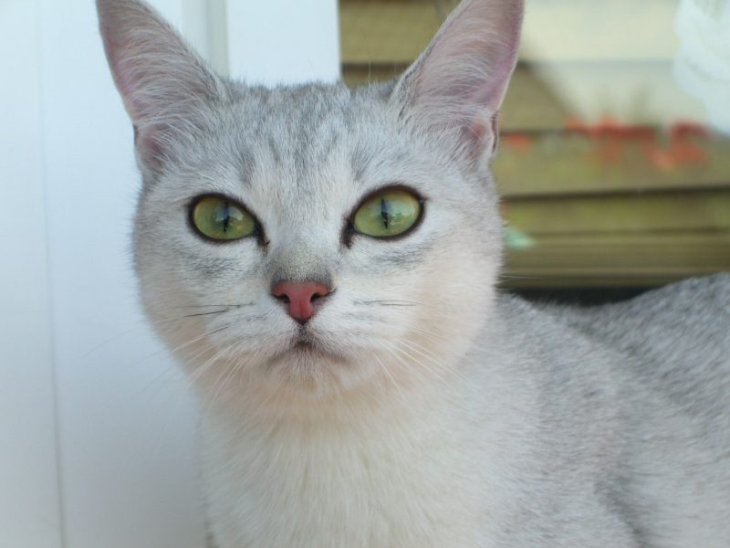 Adult black shaded silver Burmilla cat with green eyes and dark eye rims looking at the camera