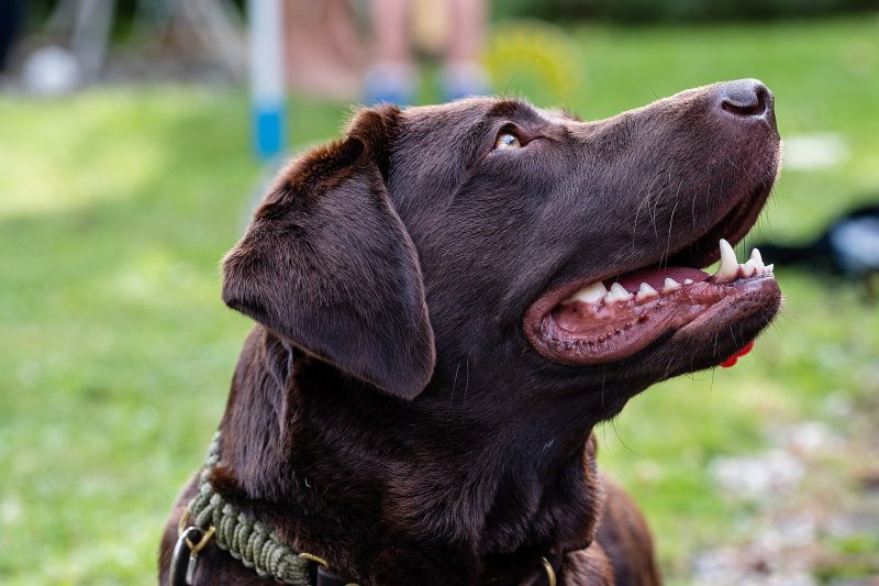 Adult chocolate Labrador Retriever looking up, head and shoulders, on a lawn