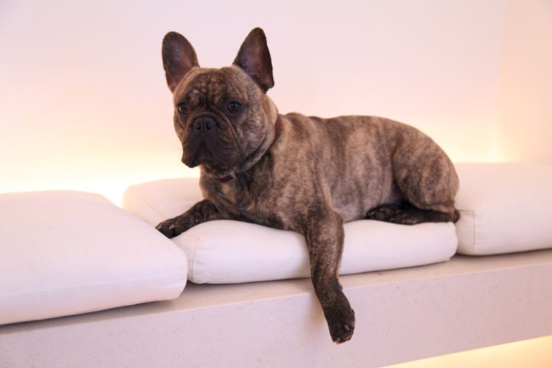 Adult brindle French Bulldog lying on a white cushioned bench