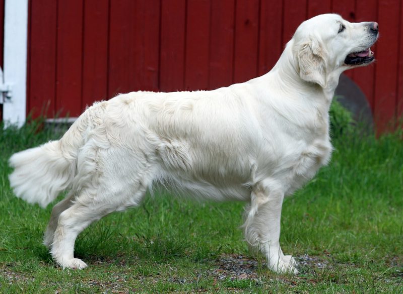 Adult light golden Golden Retriever standing in profile on grass in front of a red wooden wall