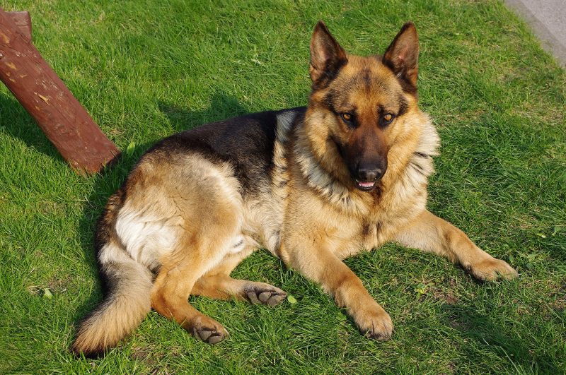 Adult black and tan German Shepherd Dog lying on a lawn