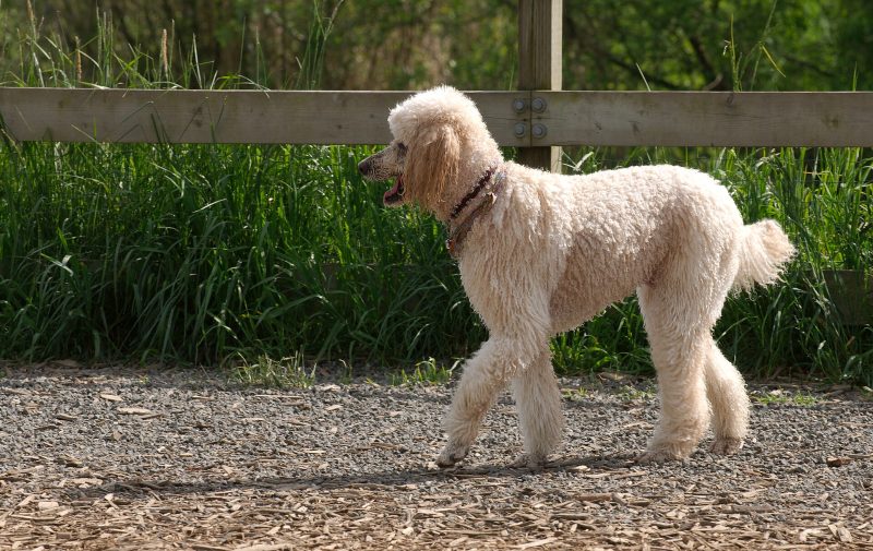 Adult apricot Standard Poodle in a short clip trotting along a gravel path beside a wooden fence